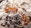 Myrmica sp.